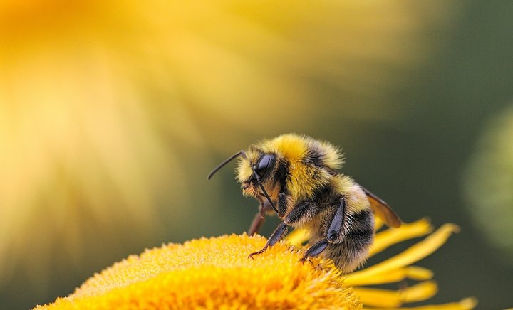 beebiodiverity
