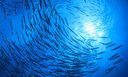 blá skuldabréf.jpg